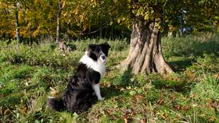 Border Collie/Collie blanding